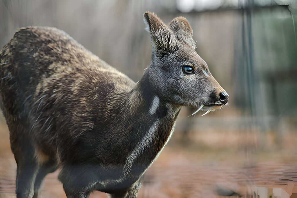 musk deer