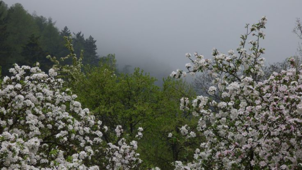 weather in auli in april